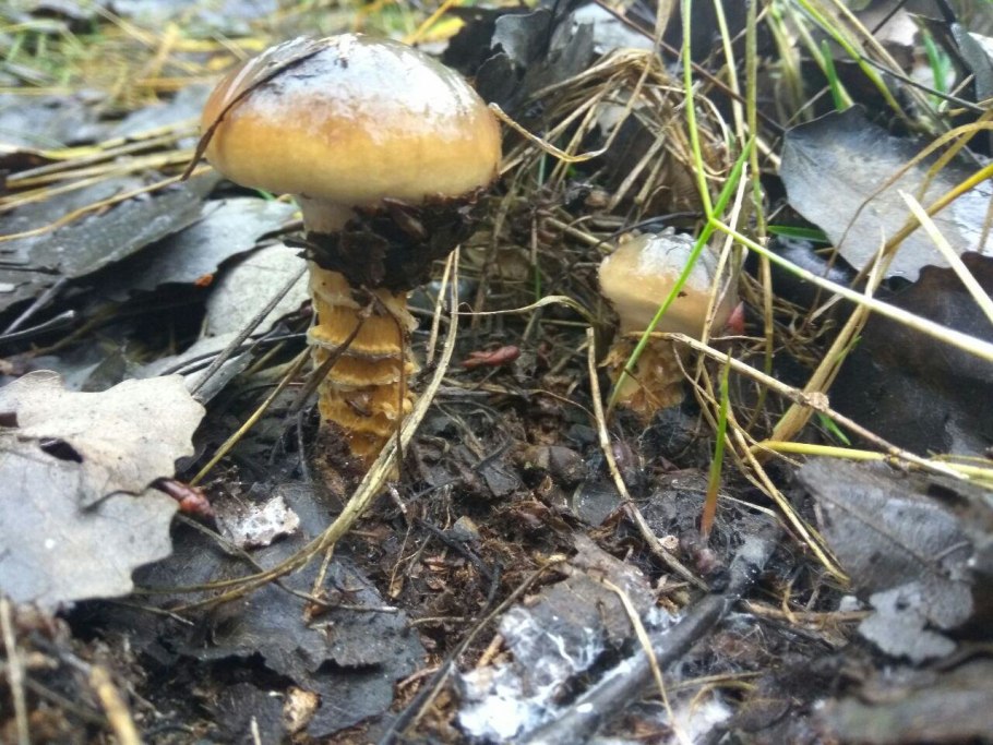 Паутинник Бюльяра