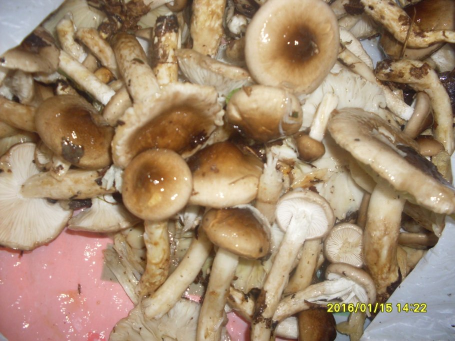 Как как выглядит грибы опята и грузди