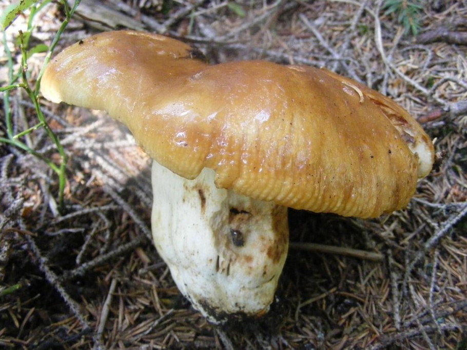 Валуй (Russula Foetens)