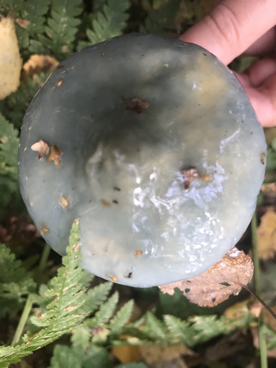 Гриб с голубоватой шляпкой