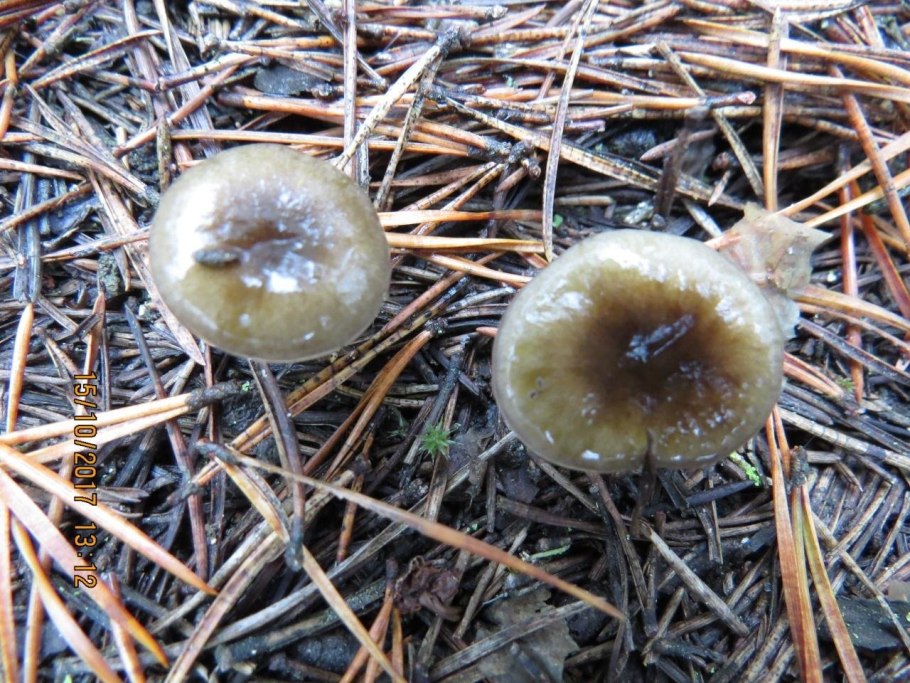 Гигрофор в Подмосковье