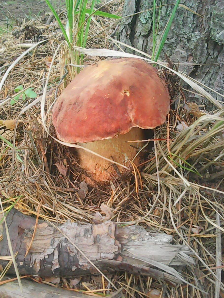 Маслята грибы Коми