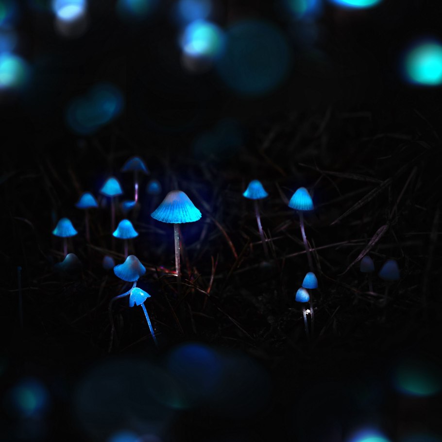Фосфоресцирующие грибы