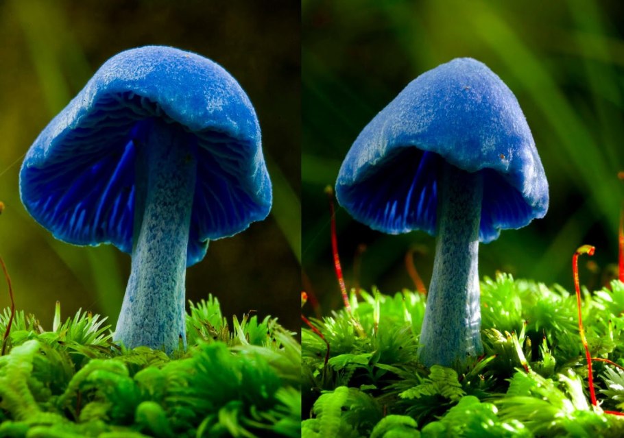 Голубой гриб Entoloma hochstetteri