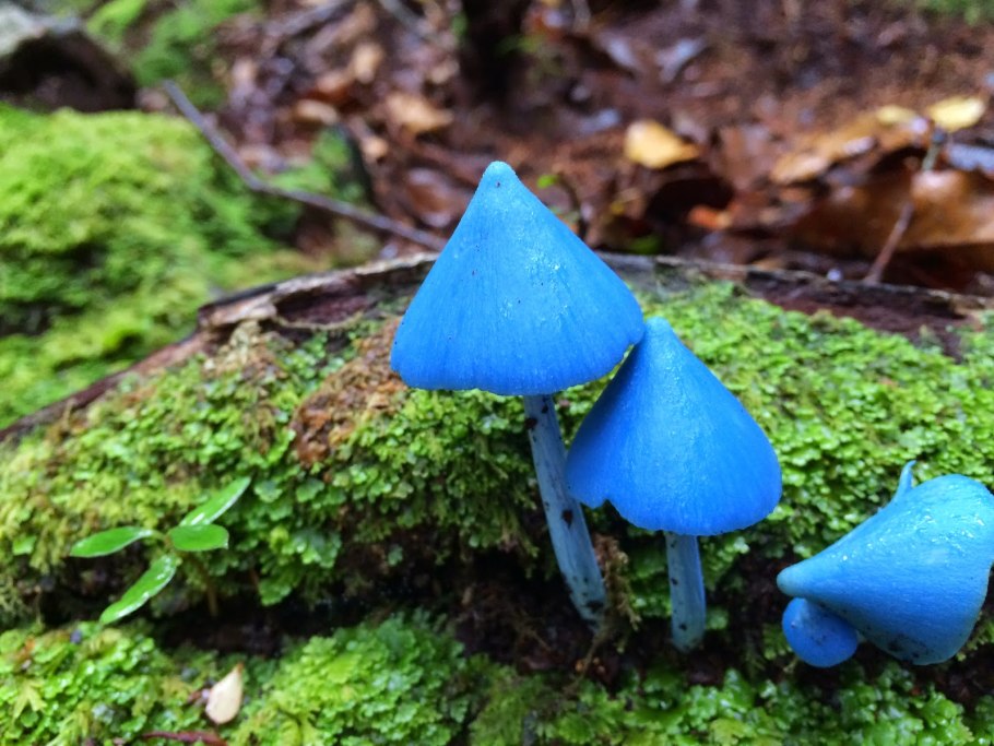 Голубой гриб Entoloma hochstetteri