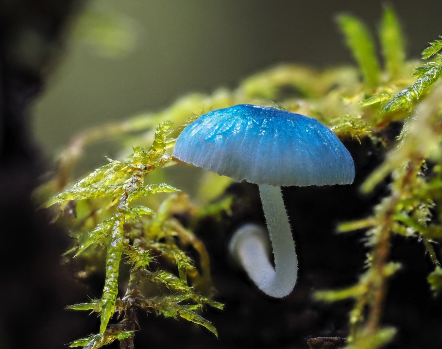 Мицена Mycena
