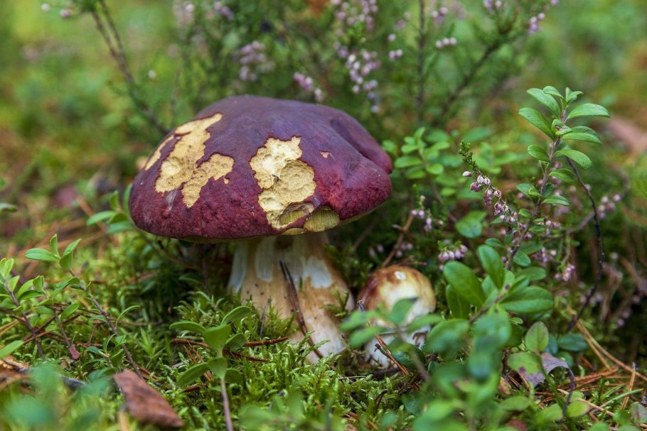 Лже белый гриб