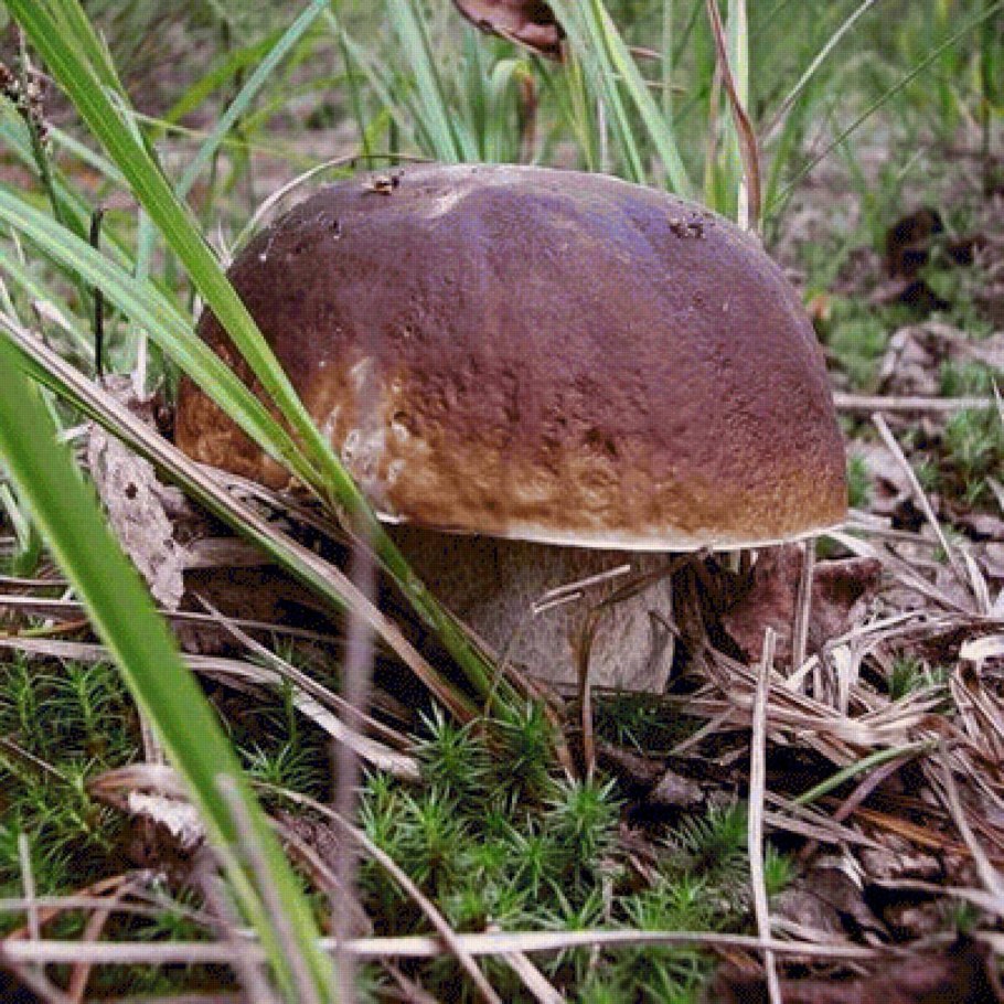 Гриб Боровик