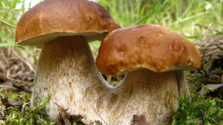 Луговой белый гриб