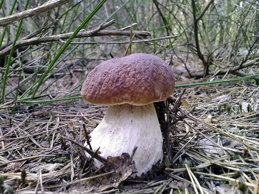 Гриб Боровик