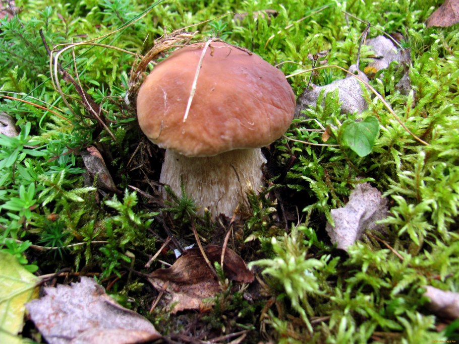 Гриб Боровик второе название