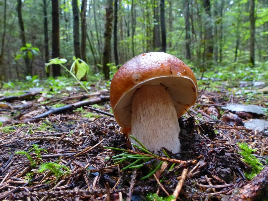 Красный Стекловар белые грибы