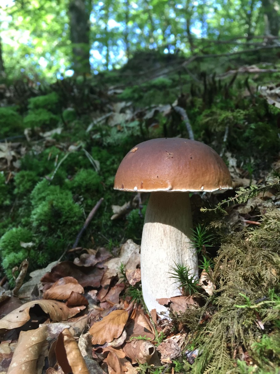 Белый гриб Боровик