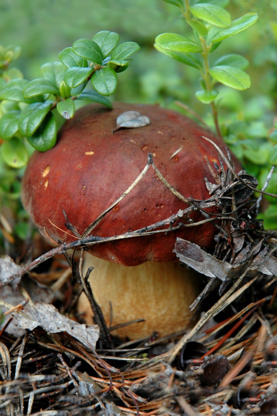 Боровичок гриб