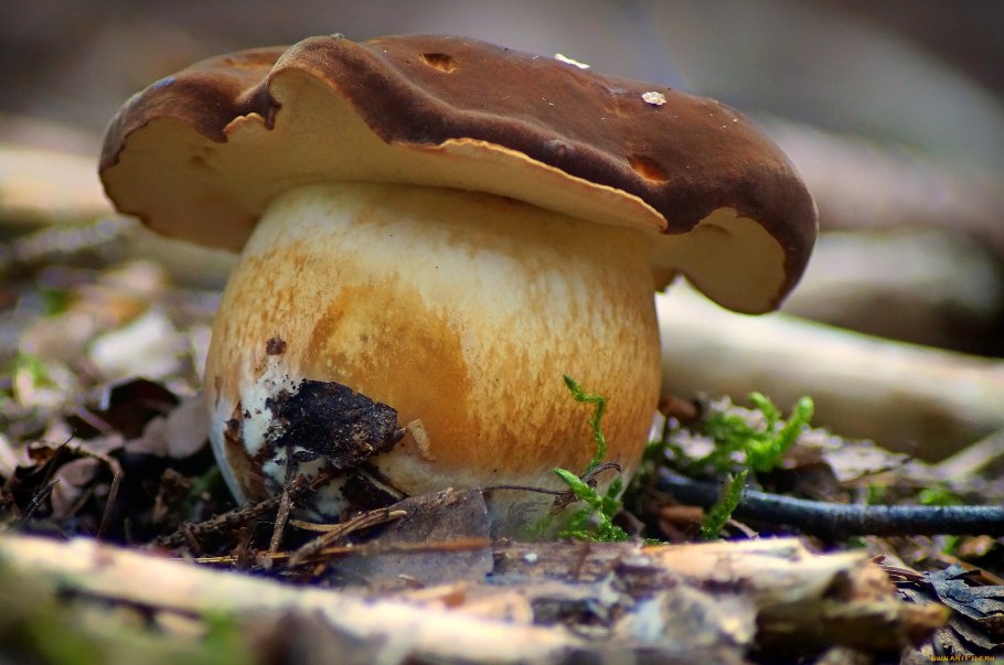 Гриб ореховик