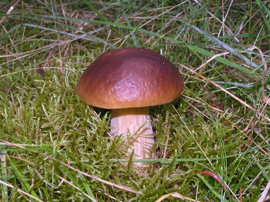 Боровик гриб большой