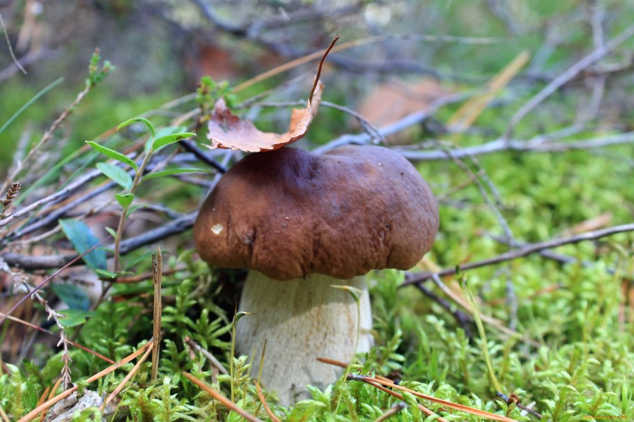 Боровик в Карельском лесу