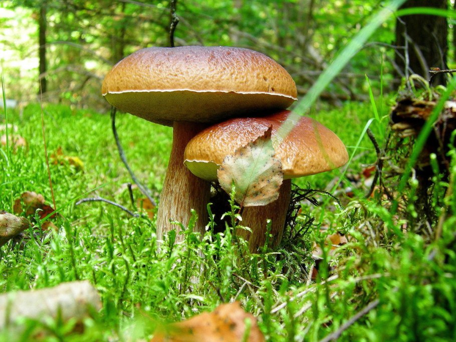 1 Гриб Боровик