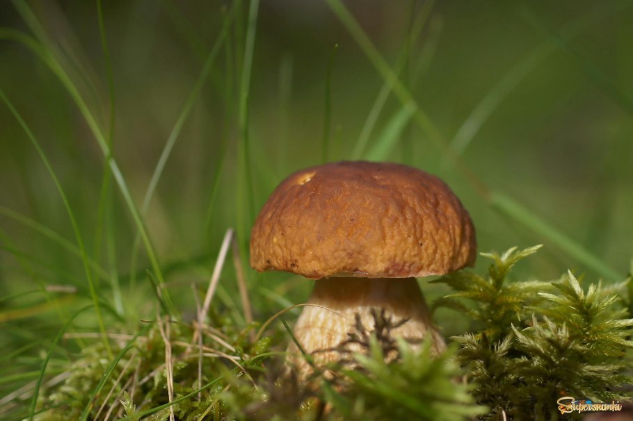 Боровики под сосной для детей