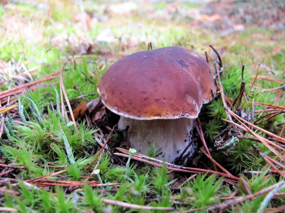 Боровики Светлогорский район