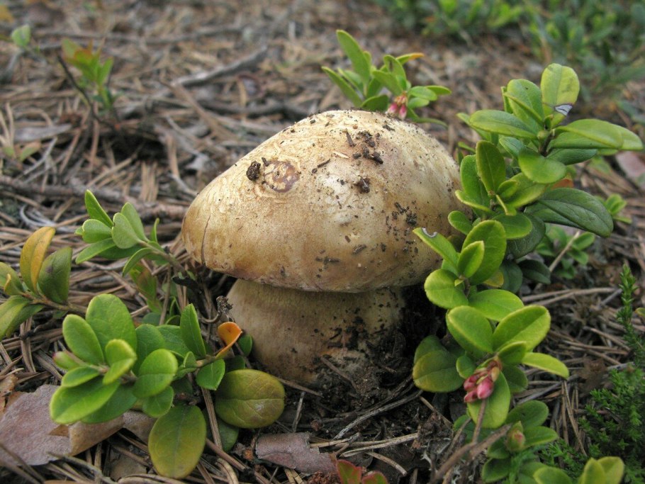 Боровой гриб описание