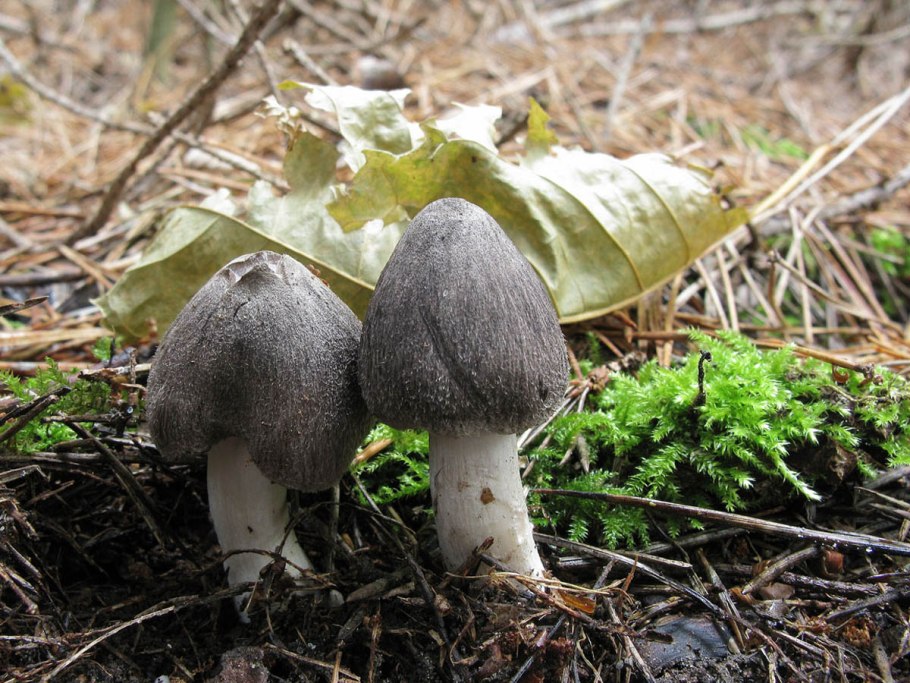 Рядовка землистая Tricholoma terreum