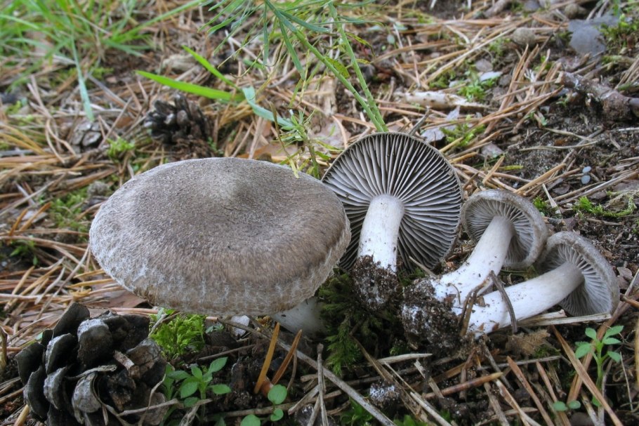 Рядовку землисто-серую (Tricholoma terreum)