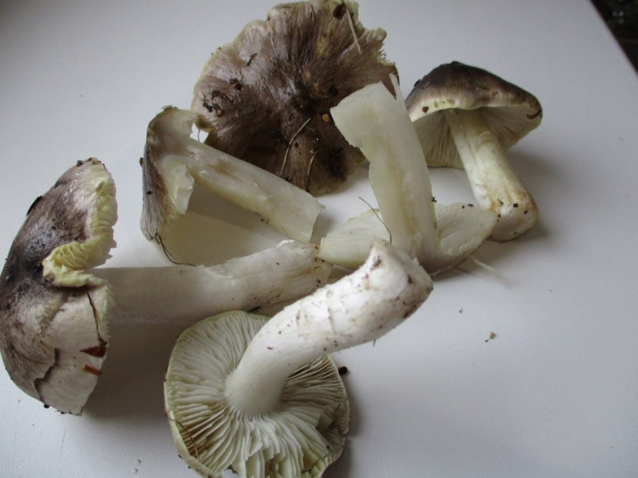 Гриб рядовка серая