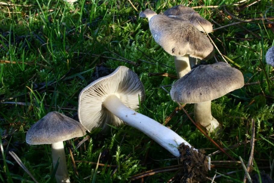 Рядовка штриховатая (Tricholoma portentosum).