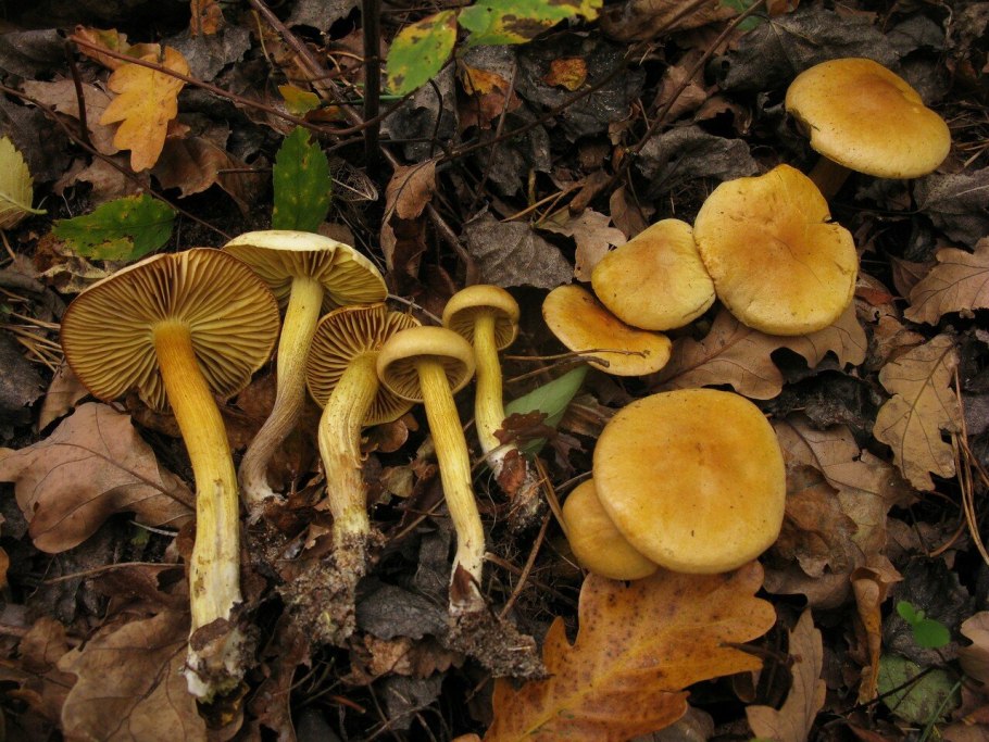 Рядовка мыльная Tricholoma saponaceum