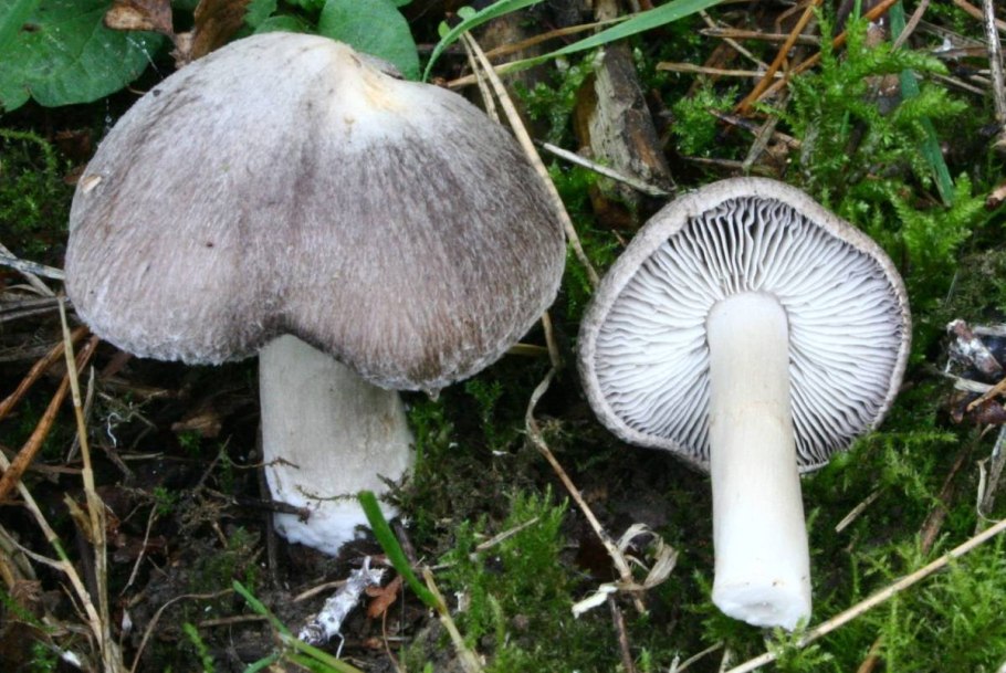 Рядовку землисто-серую (Tricholoma terreum)