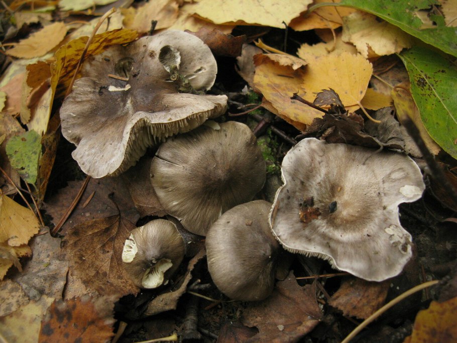 Рядовка землистая Tricholoma terreum