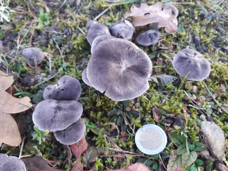 Рядовка скученная Lyophyllum decastes