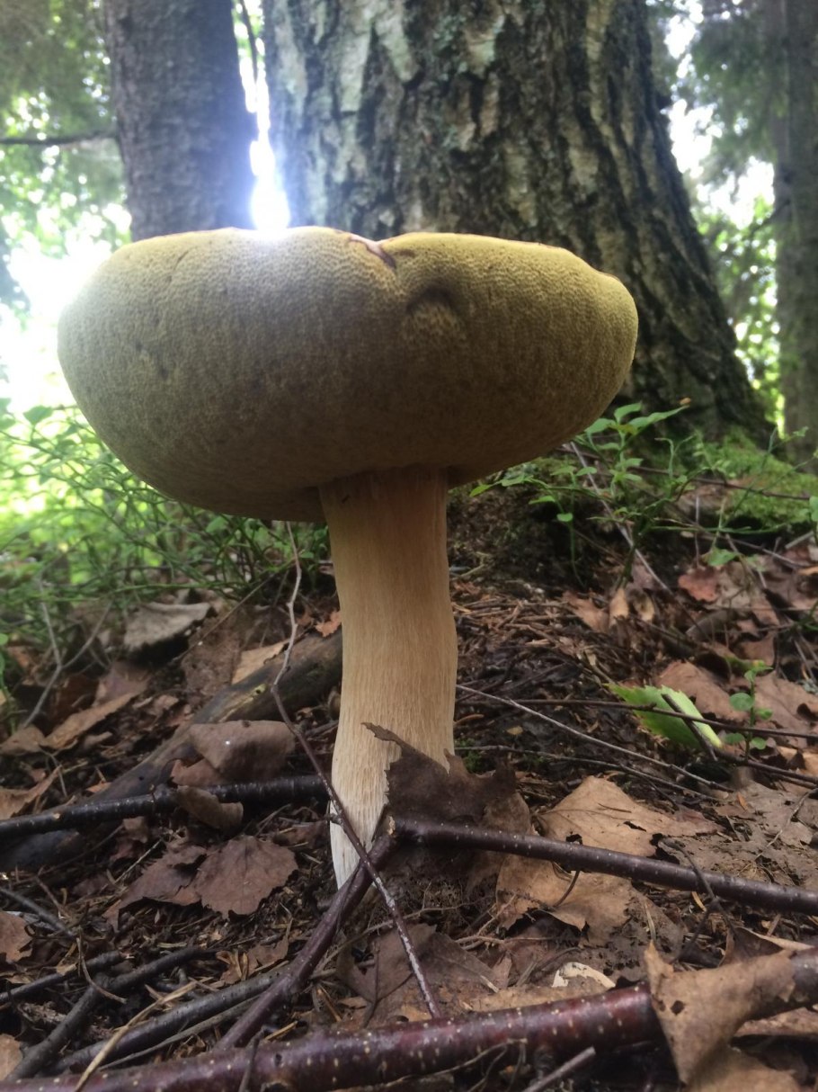 Большой гриб