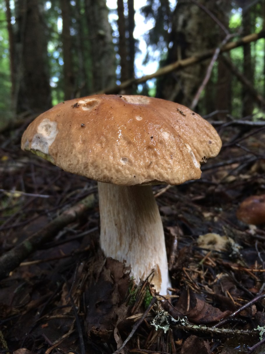 Большой белый гриб