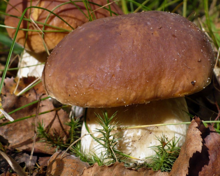 Боровик гриб большой