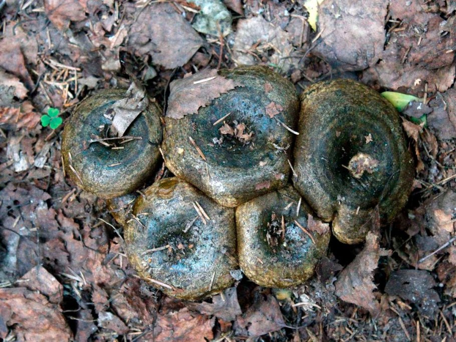 Ложные черные грузди