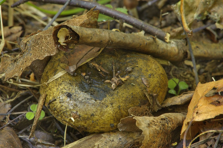 Грузди фото