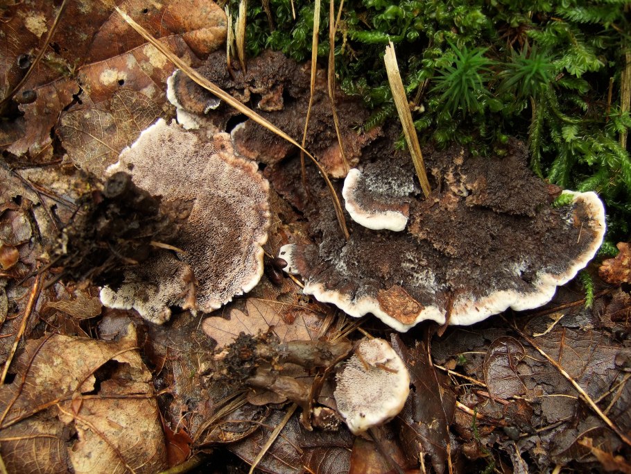 Чернушка гриб