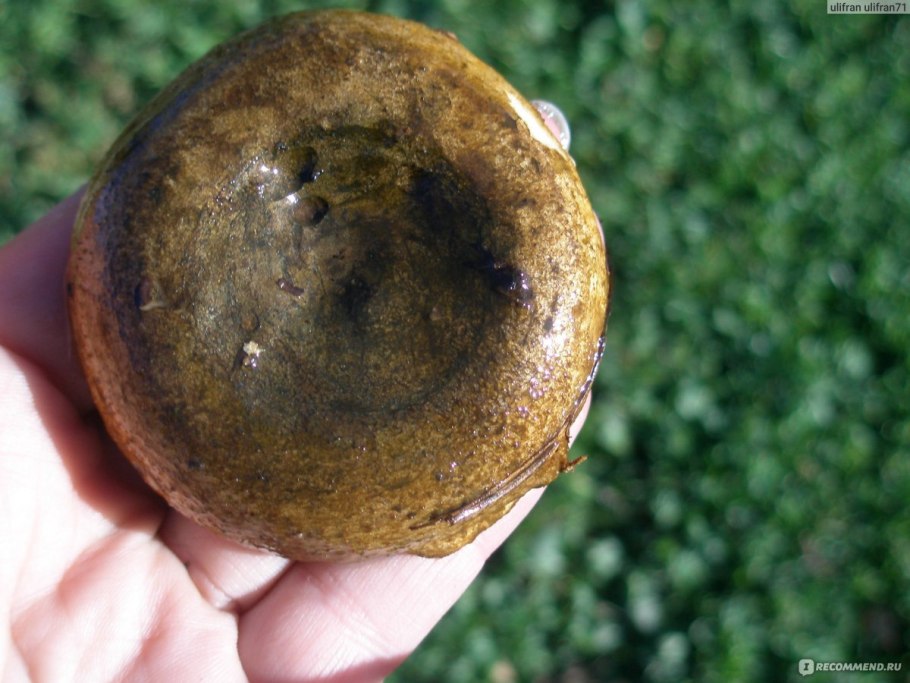 Черные грузди в Московской области