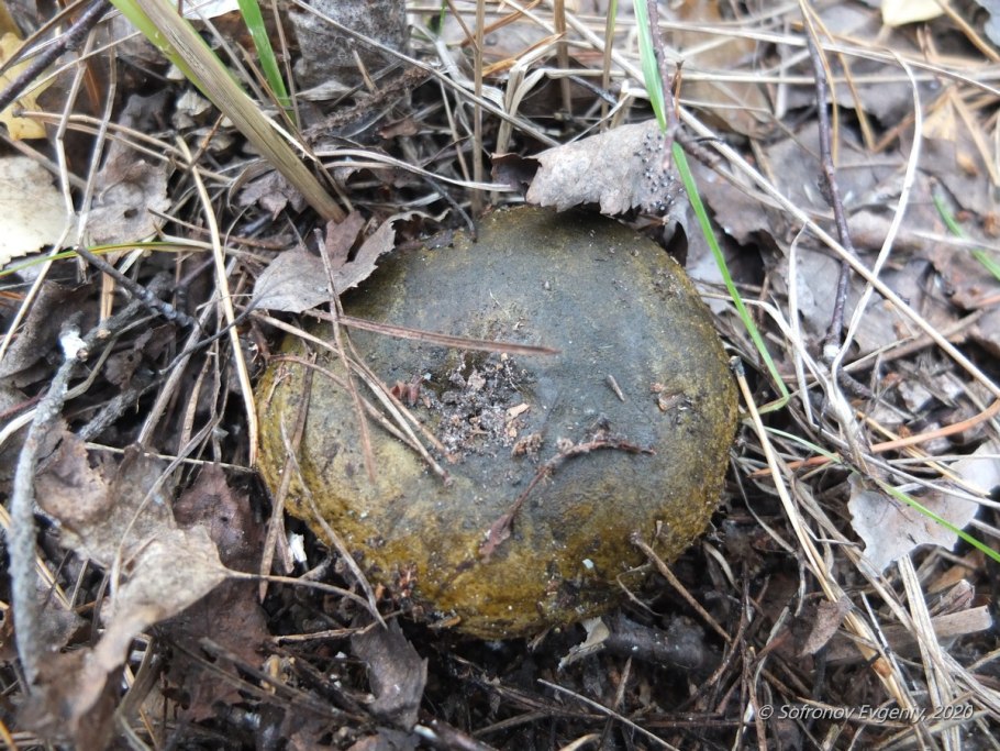 Ежовик черный (Phellodon Niger)