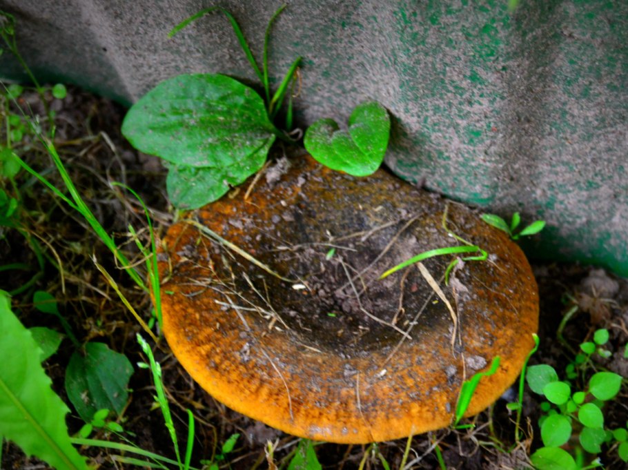 Грибы черный груздь свинушки