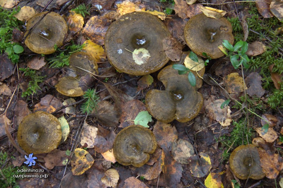 Черные грузди соленые