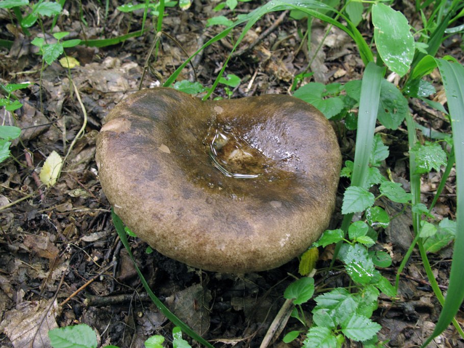 Груздь белый ложный