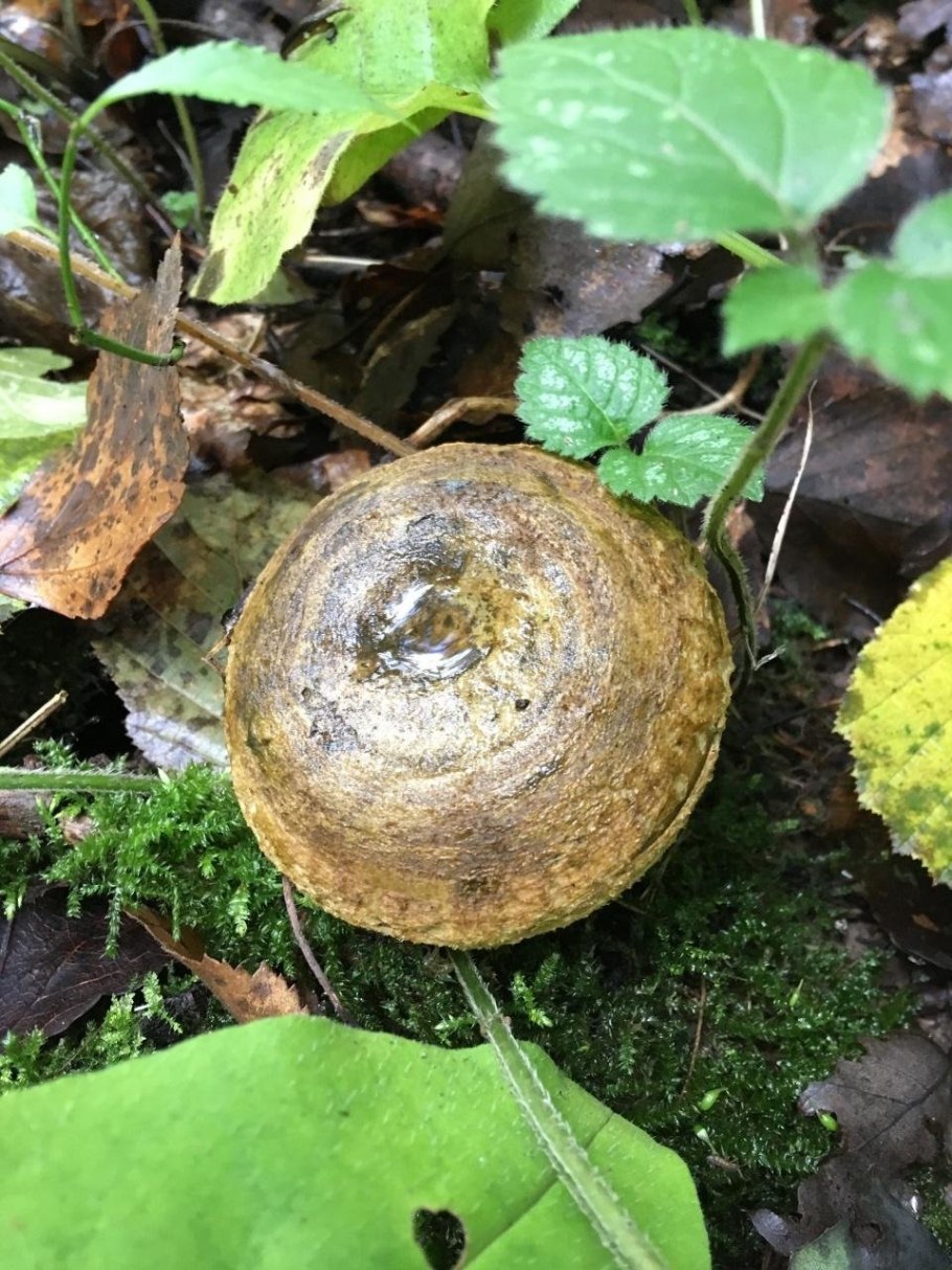 Чернушка гриб