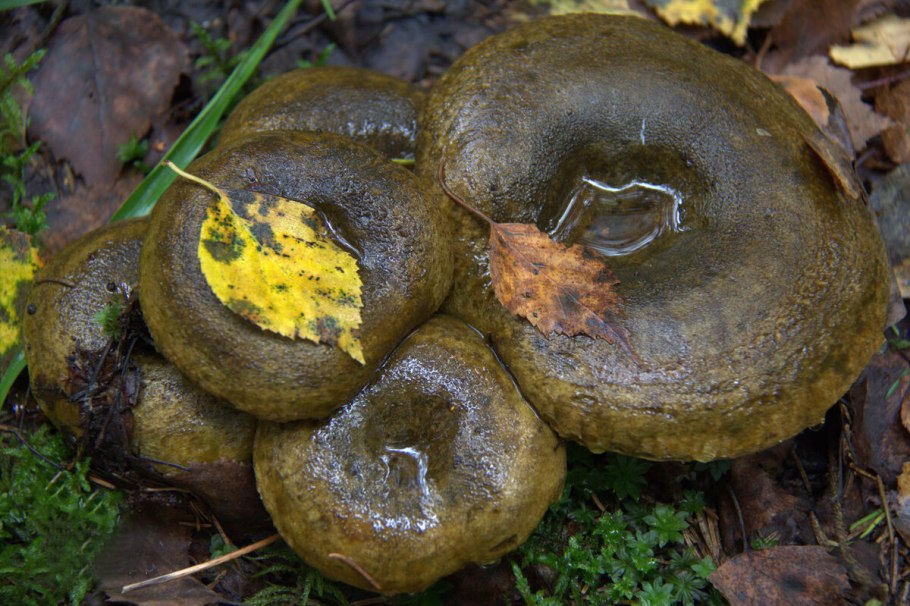 Гриб черный груздь