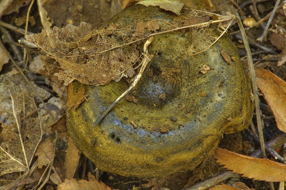 Грибы черный груздь свинушки