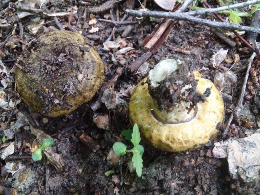 Ложные черные грузди