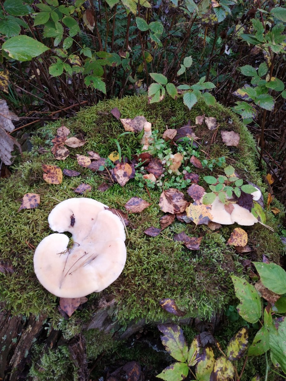 Липовик Ольховик