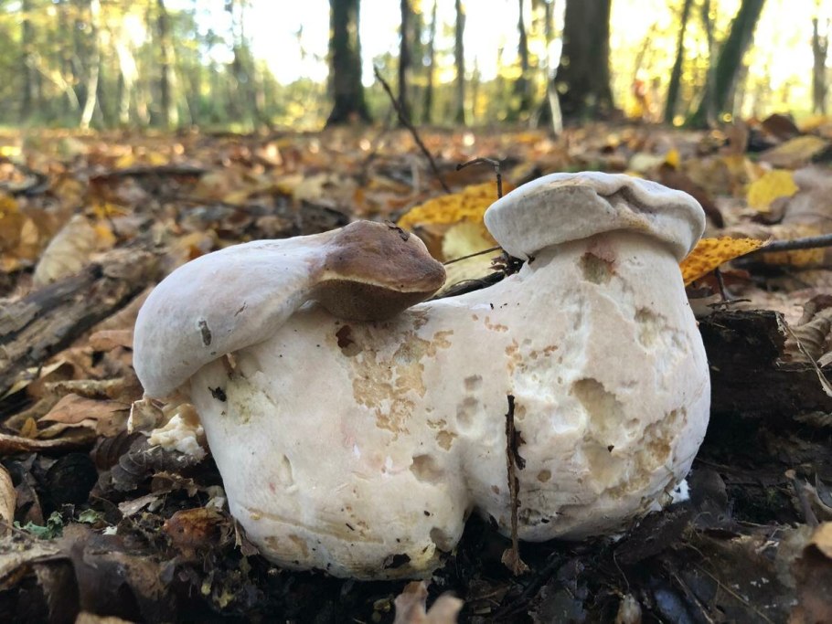 Грибы в Калининградской области 2018
